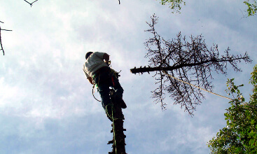 Tree Services